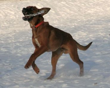 Toben im Schnee