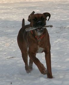 Toben im Schnee