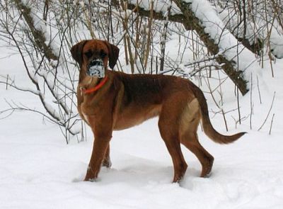 Toben im Schnee