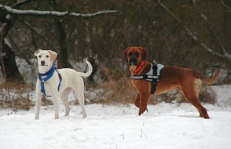 Toben im Schnee