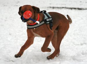 Toben im Schnee