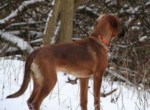 Toben im Schnee