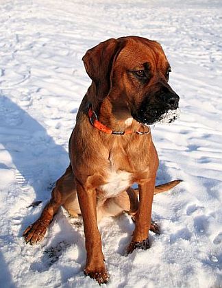 Toben im Schnee