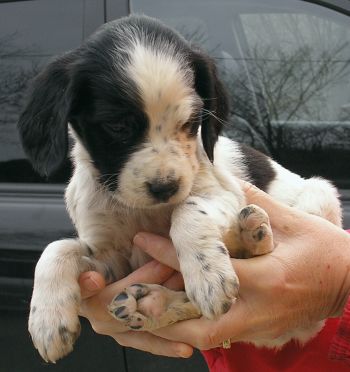 Dotty
