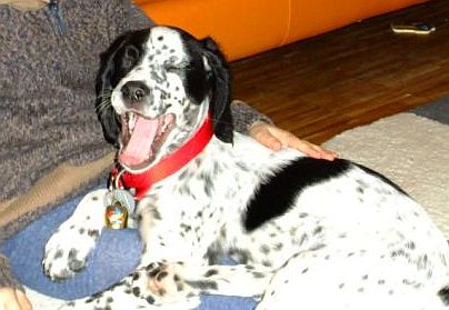 Dotty
