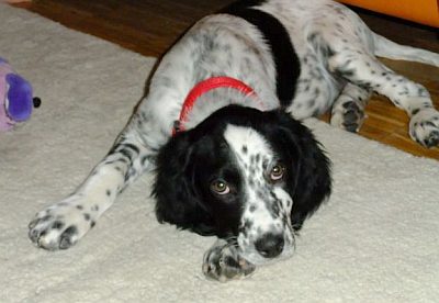 Dotty