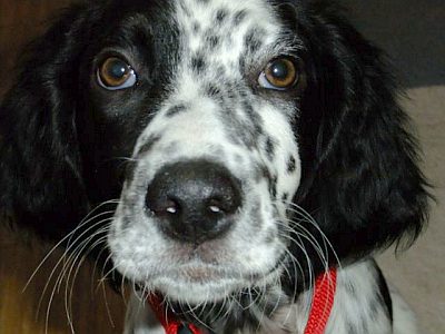 Dotty