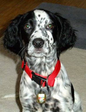 Dotty