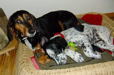 Dotty