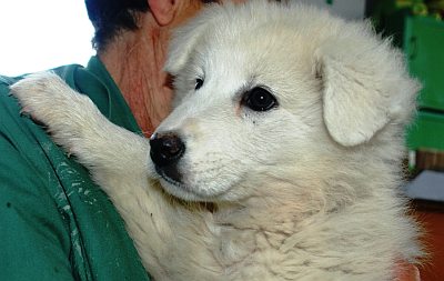 Garbo