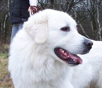 Gaston