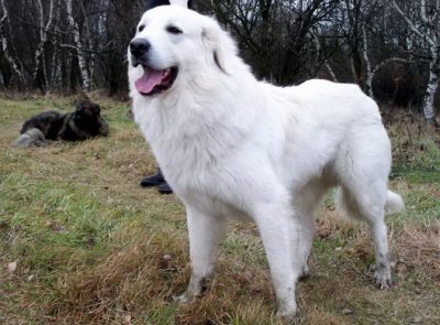 Gaston