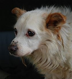 Gizmo