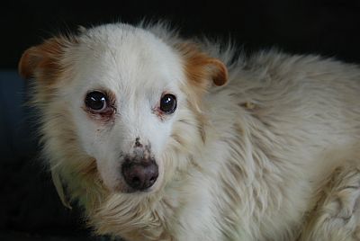 Gizmo