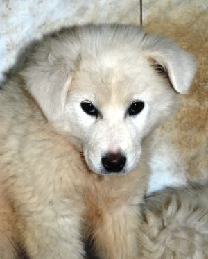 Greta