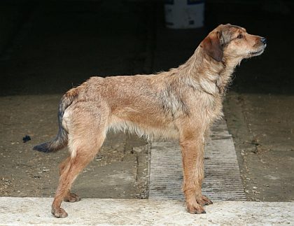 L'Amante