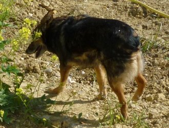 Milva