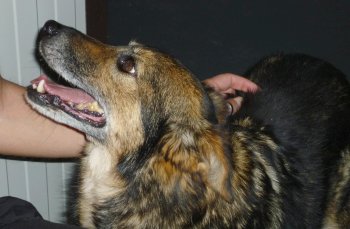 Milva