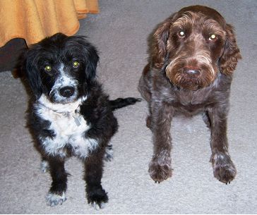 Momo und Dago