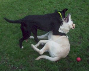 Obama und Sammy