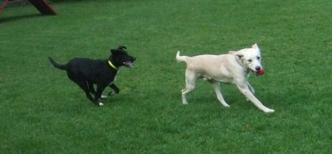 Obama und Sammy