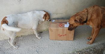 Parca
