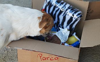 Parca
