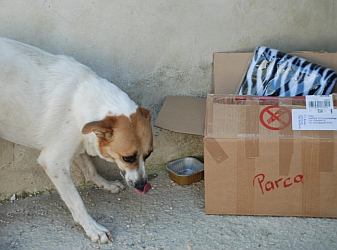 Parca