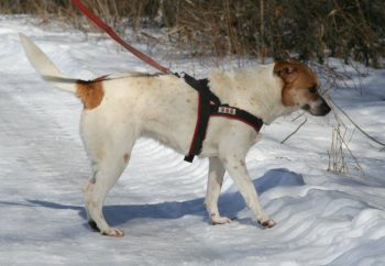 Parca