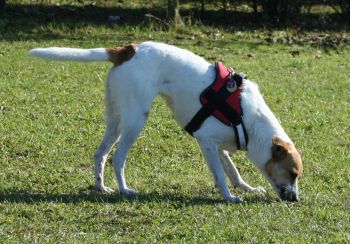 Parca