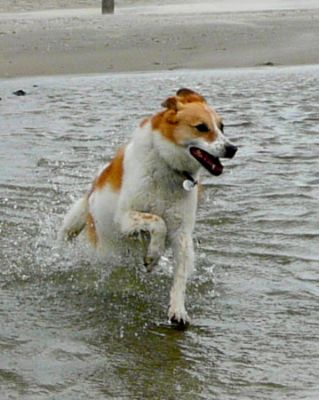 Penny