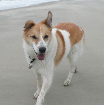 Penny
