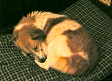 Penny