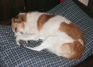 Penny