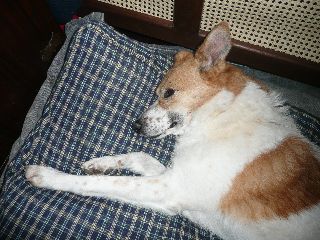 Penny