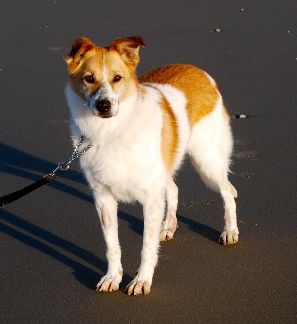 Penny