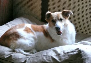 Penny