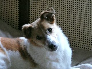 Penny