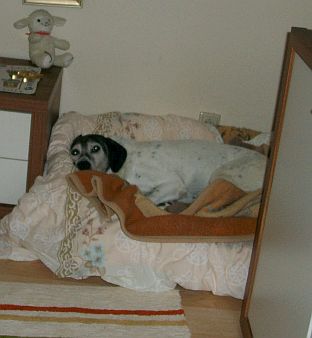 Poldina