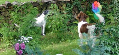 Poldina und Yukon