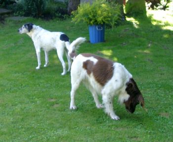 Poldina und Yukon