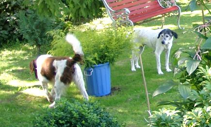 Poldina und Yukon