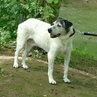 Poldina