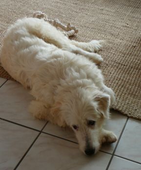Raffaello