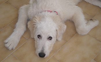 Raffaello