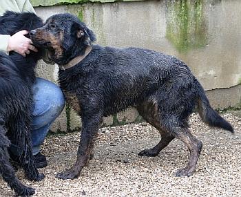 Rotti