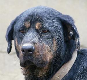 Rotti