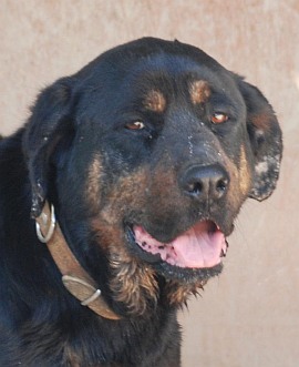 Rotti