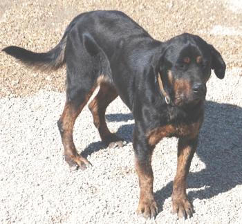 Rotti
