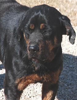 Rotti